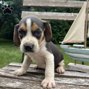 Caleb, Beagle Puppy