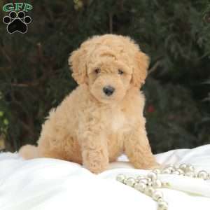 Mr Buxley, Mini Goldendoodle Puppy