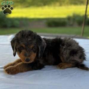 Baxter, Mini Bernedoodle Puppy