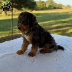 Baxter, Mini Bernedoodle Puppy