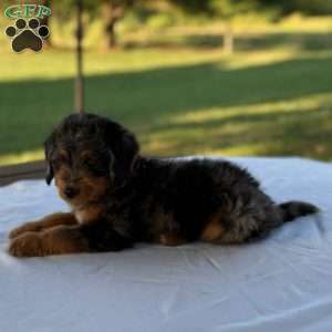 Baxter, Mini Bernedoodle Puppy