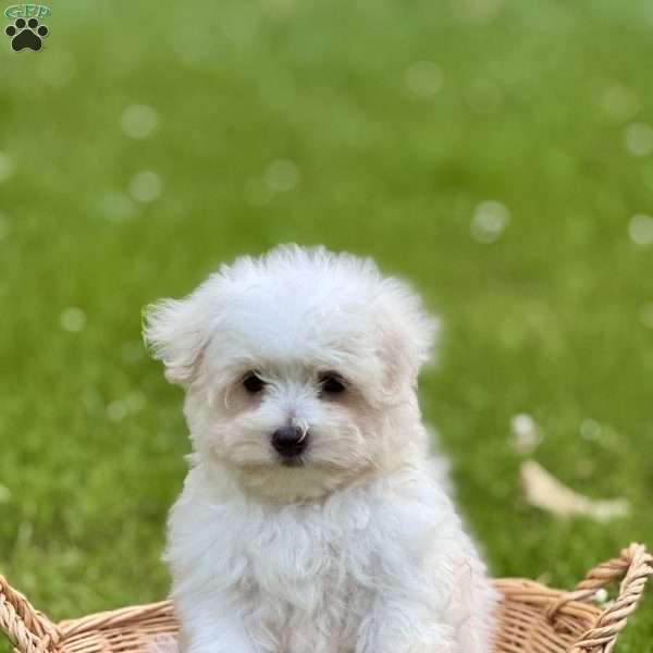 Andre, Maltese Puppy