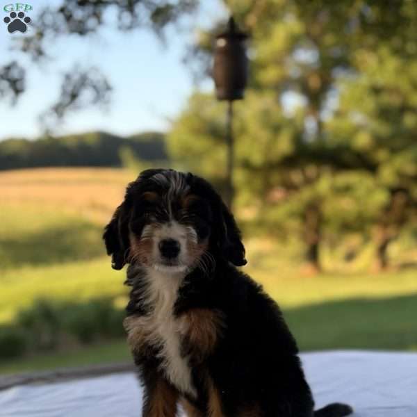 Sadie, Mini Bernedoodle Puppy