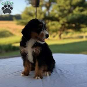 Sadie, Mini Bernedoodle Puppy