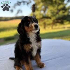 Sadie, Mini Bernedoodle Puppy