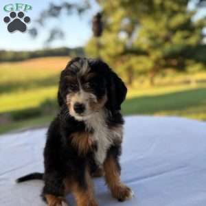 Sadie, Mini Bernedoodle Puppy