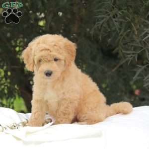 Mr Buxley, Mini Goldendoodle Puppy