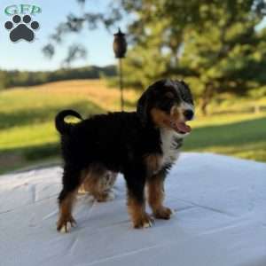Sadie, Mini Bernedoodle Puppy