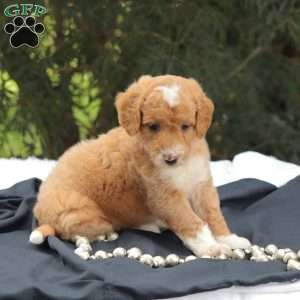 Mr Baxter, Mini Goldendoodle Puppy