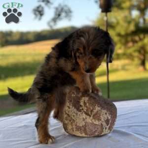Bella, Mini Bernedoodle Puppy