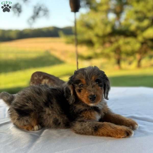 Bella, Mini Bernedoodle Puppy