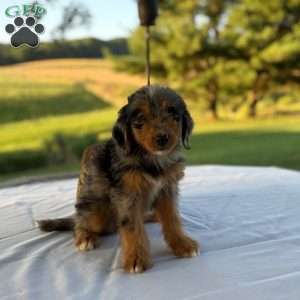 Bella, Mini Bernedoodle Puppy