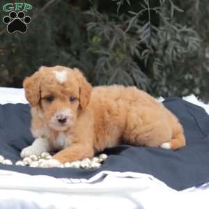 Mr Baxter, Mini Goldendoodle Puppy
