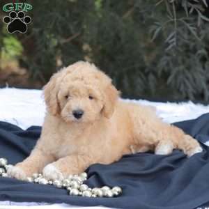 Mr Buxley, Mini Goldendoodle Puppy