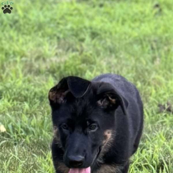 Felix, German Shepherd Puppy