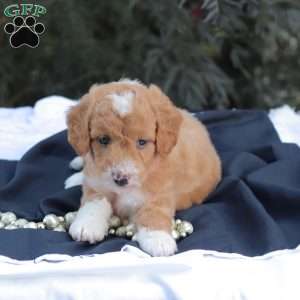 Mr Baxter, Mini Goldendoodle Puppy