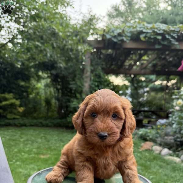 Coco, Mini Goldendoodle Puppy
