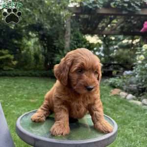 Coco, Mini Goldendoodle Puppy