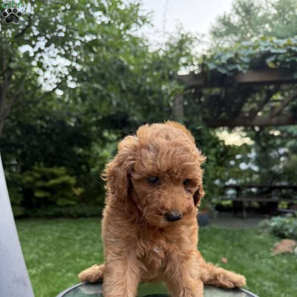 Missy, Mini Goldendoodle Puppy