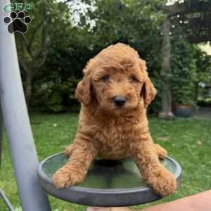 Daisy, Mini Goldendoodle Puppy