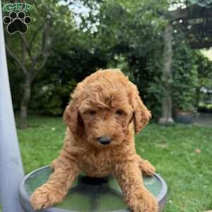 Daisy, Mini Goldendoodle Puppy