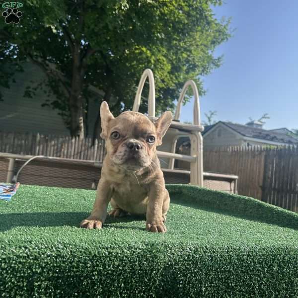 celine, French Bulldog Puppy