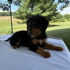 Rosy, Mini Bernedoodle Puppy
