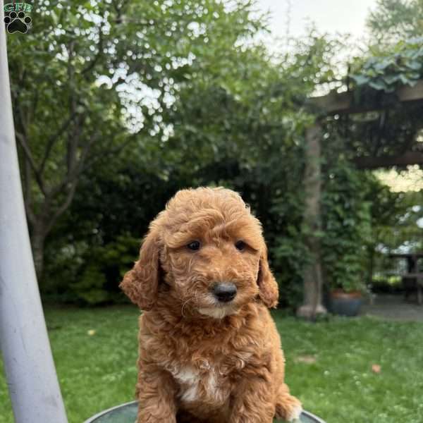 Rusty, Mini Goldendoodle Puppy