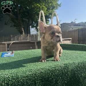 celine, French Bulldog Puppy