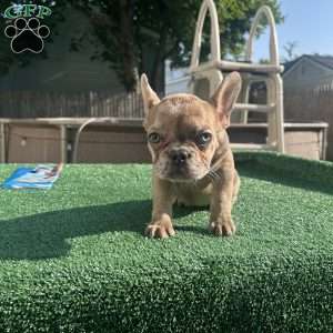 celine, French Bulldog Puppy