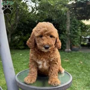 Cookie, Mini Goldendoodle Puppy