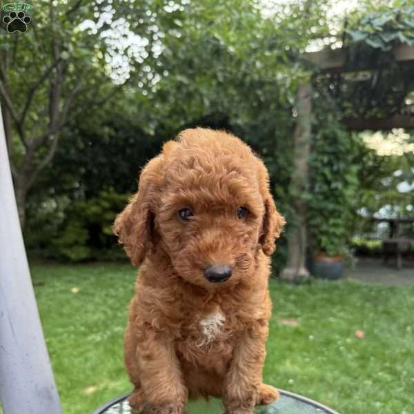 Cookie, Mini Goldendoodle Puppy