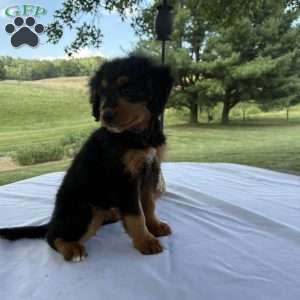 Rosy, Mini Bernedoodle Puppy