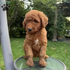 Cookie, Mini Goldendoodle Puppy
