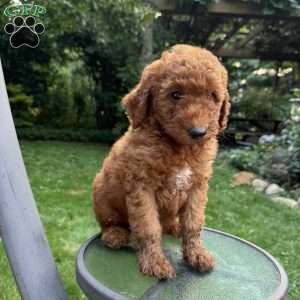 Cookie, Mini Goldendoodle Puppy