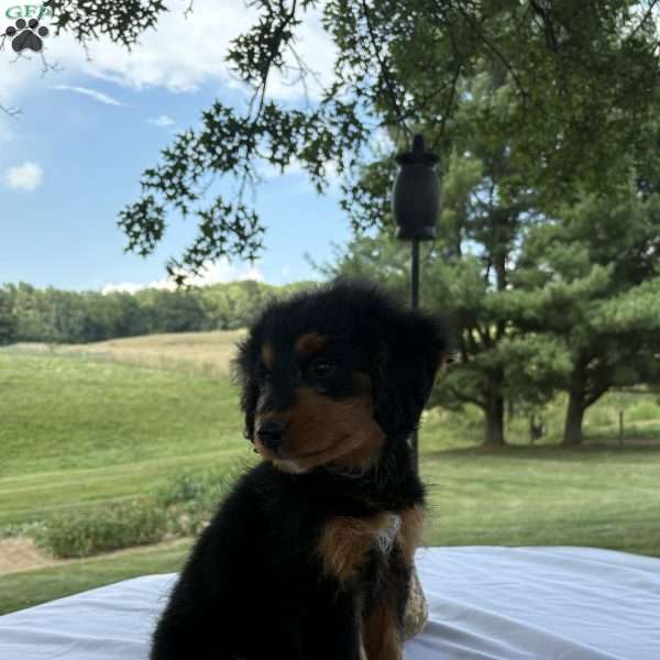 Rosy, Mini Bernedoodle Puppy