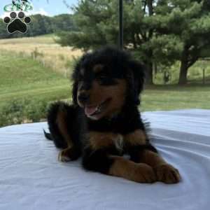 Rosy, Mini Bernedoodle Puppy