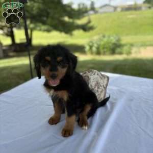 Rosy, Mini Bernedoodle Puppy
