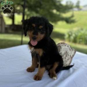 Rosy, Mini Bernedoodle Puppy