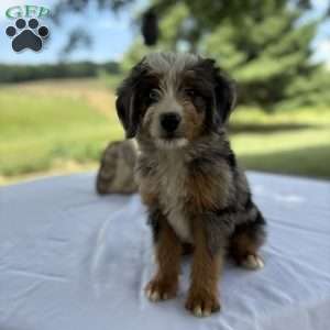 Cooper, Mini Bernedoodle Puppy