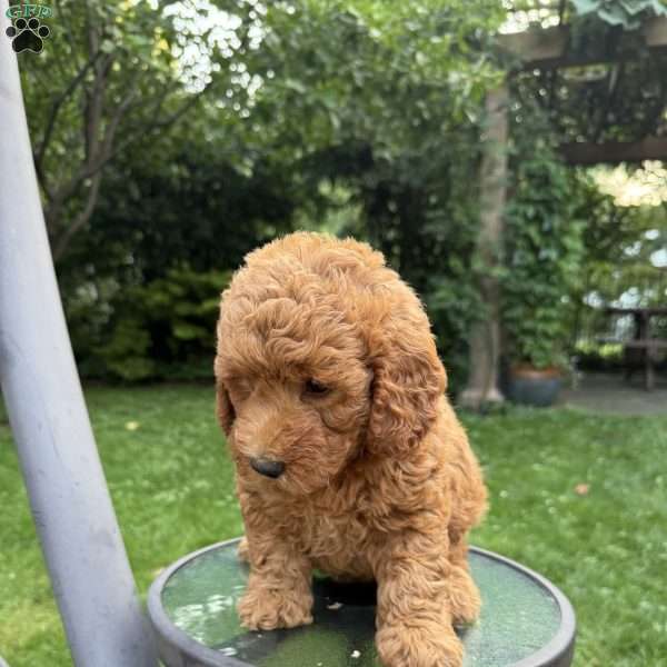 Lolla, Mini Goldendoodle Puppy