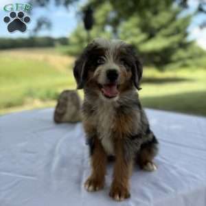 Cooper, Mini Bernedoodle Puppy