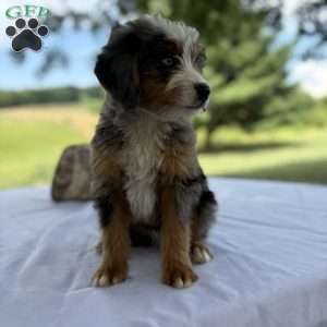 Cooper, Mini Bernedoodle Puppy