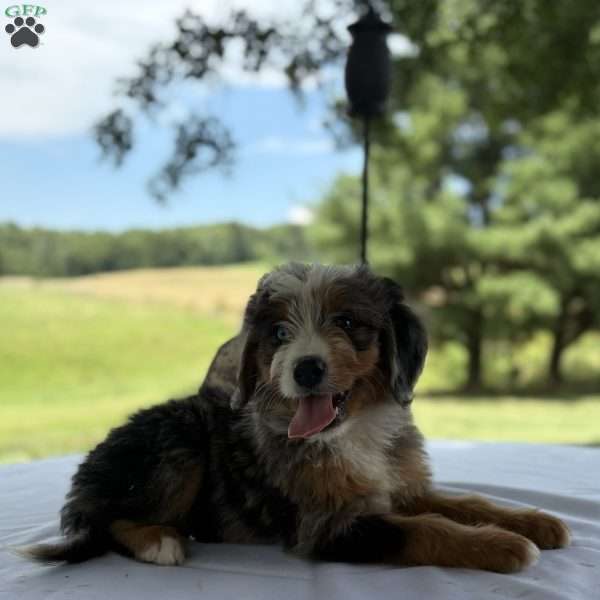 Cooper, Mini Bernedoodle Puppy