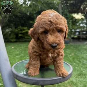 Franky, Mini Goldendoodle Puppy