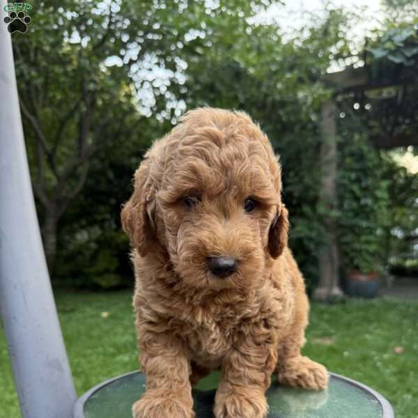 Bobby, Mini Goldendoodle Puppy