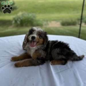 Cooper, Mini Bernedoodle Puppy