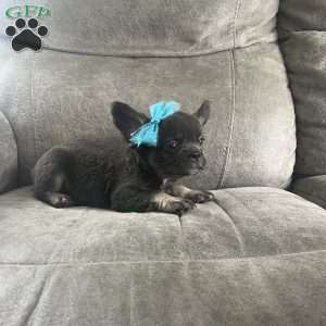 Shay, French Bulldog Puppy