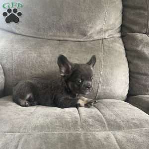 Shay, French Bulldog Puppy