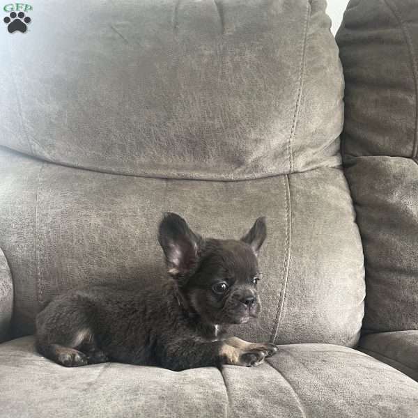 Shay, French Bulldog Puppy